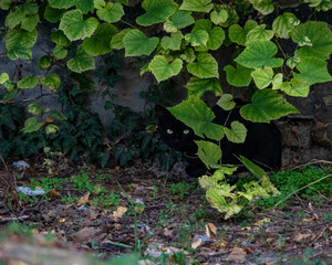 black cat with green eyes hiding in the ivy