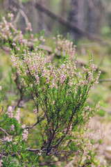 Heather in the middle of the forest. Close shooting. Warm cold shooting background