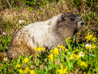 Marmot in the grass of alpine meadow in Mount Rainier National Park