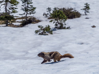 Marmot is running on the July snow in Mount Rainier National Park