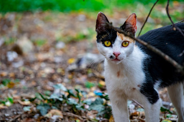 cat on the grass