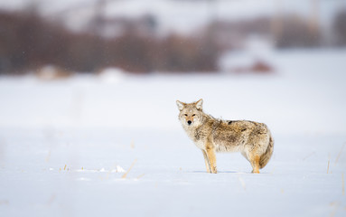 Fototapeta premium Coyote in the wild