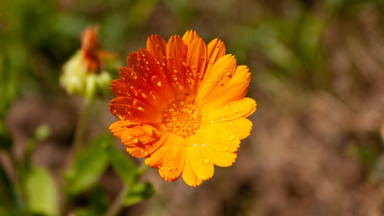 Bright orange marigold flower with raindrops on a blurred background.