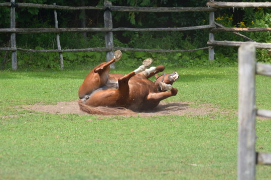 Chestnut horse rolling in dirt