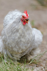 2 - Portrait of grey peking bantam squawking and clucking as it walks towards the camera.