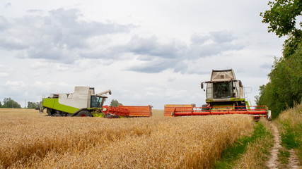 Fototapeta premium Two combine harvesters harvests ripe wheat in the field, against the background of the forest and sky with clouds. Collecting seeds of cereals with special equipment on the farm. Banner for site