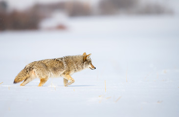 Coyote in the wild