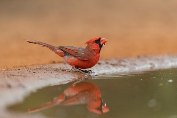 Northern Cardinal drinking