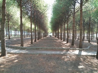 Obraz premium Nature of beauty