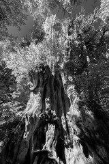 Fototapeta na wymiar Big Cedar Tree in Olympic National Park