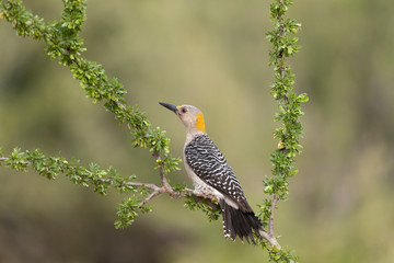 Female Golden-fronted Woodpecker