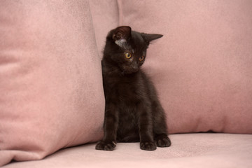cute black european shorthair kitten