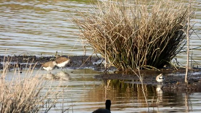 Bruchwasserl&auml;ufer, Flu&szlig;regenpfeifer und Bl&auml;&szlig;huhn am Jungferweiher Ulmen in der Eifel