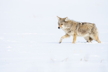 Fototapeta premium Coyote in the wild