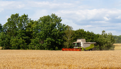 Fototapeta premium Combine harvester harvests ripe gold wheat in field, against forest and blue sky with clouds background in sunny day. Procurement of cereal seeds by reaping machine for flour production.