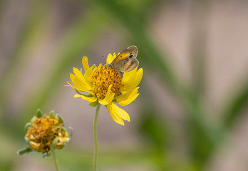 Sulfur Butterfly on flower