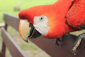 macaw, parrot. Fauna and animals of Iquitos, Peru Amazon jungle.