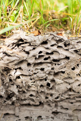 Close-up view of an anthill. Side view on a sunny day.
