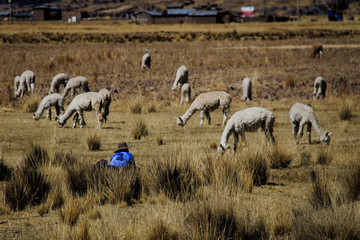 Obraz na płótnie Canvas People, culture and landscapes of Puno, Peru. Lamas