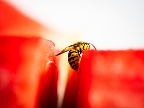 Wasp Feeding On Water Melon