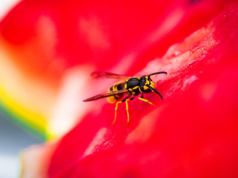 Wasp Feeding On Water Melon