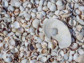 Top view of seashells on the sand on a sunny day. Natural background of marine nature. Sea vacation concept. Copy space. Flat lay.