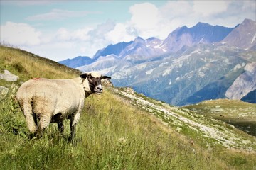 Fototapeta premium Bettmeralp