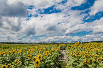 Sunny sunflowers and corn field blue cloudy sky
