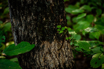 a small branch growing out of a big tree