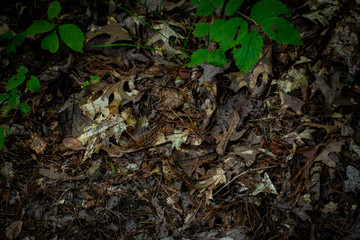 toad hiding in some leaves