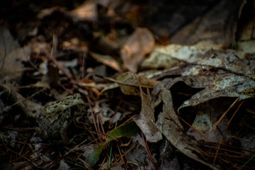 toad hiding in some leaves