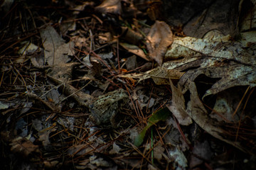 toad hiding in some leaves