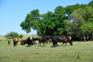Naklejka na ściany i meble Cattle in Argentine countryside, Buenos Aires Province, Argentina.