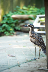 Obraz premium 埼玉県越谷市キャンベルタウン野鳥の森 オーストラリアイシチドリ