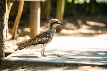 埼玉県越谷市キャンベルタウン野鳥の森　オーストラリアイシチドリ