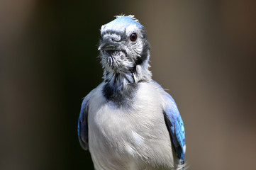 Portrait of a fledgling baby Blue Jay