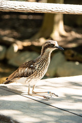 埼玉県越谷市キャンベルタウン野鳥の森　オーストラリアイシチドリ