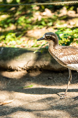 Obraz premium 埼玉県越谷市キャンベルタウン野鳥の森 オーストラリアイシチドリ