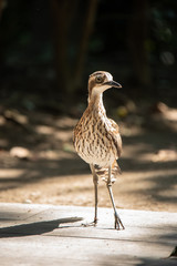 埼玉県越谷市キャンベルタウン野鳥の森　オーストラリアイシチドリ