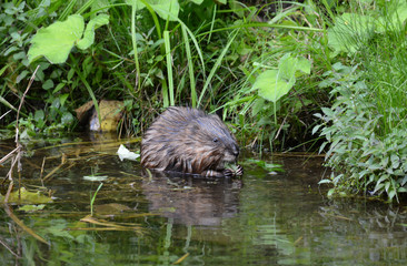 Muskrat eating along shore