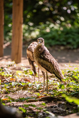 埼玉県越谷市キャンベルタウン野鳥の森　オーストラリアイシチドリ