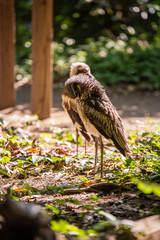 埼玉県越谷市キャンベルタウン野鳥の森　オーストラリアイシチドリ