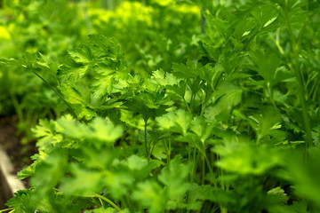 Fototapeta na wymiar Green grass parsley in the garden