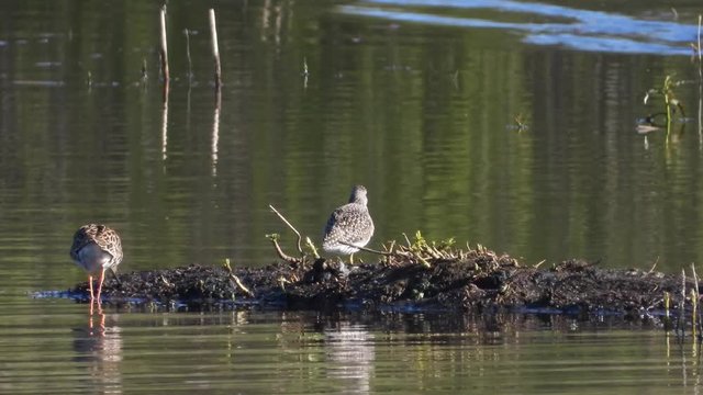 Bruchwasserl&auml;ufer und Kampfl&auml;ufer am Jungferweiher Ulmen in der Eifel