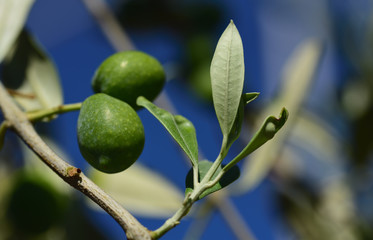 Close up of green olives growing on olive branches against a blue sky