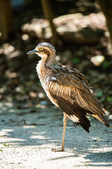 埼玉県越谷市キャンベルタウン野鳥の森　オーストラリアイシチドリ
