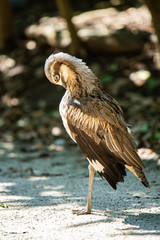 埼玉県越谷市キャンベルタウン野鳥の森　オーストラリアイシチドリ