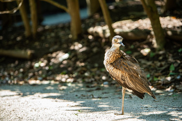 埼玉県越谷市キャンベルタウン野鳥の森　オーストラリアイシチドリ