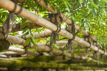 Japanese temple bamboos