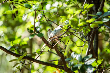 埼玉県越谷市キャンベルタウン野鳥の森　ウスユキバト